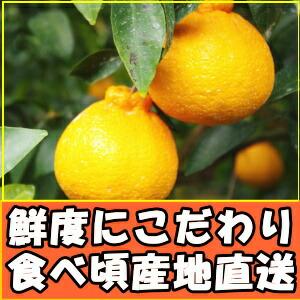 デコポン 同品種 不知火 訳あり 5kg 熊本...の詳細画像2