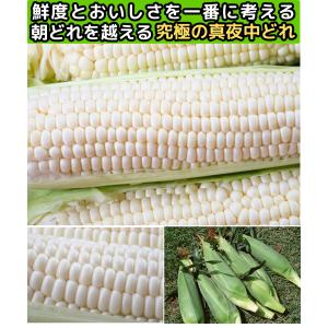 とうもろこし 甘い ギフト お中元 真夜中 ト...の詳細画像4