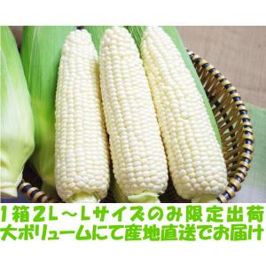 とうもろこし 北海道 白 ホワイト 4本 メロ...の詳細画像5