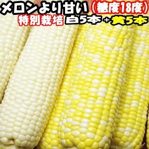 とうもろこし 送料無料 メロンより甘い 安心の特別栽培認定 生で食べれるとうもこし 夢のコーン 5本 ＋ ホワイトショコラ 5本 合計10本入 北海道 三栄アグリ｜cooksanchoku