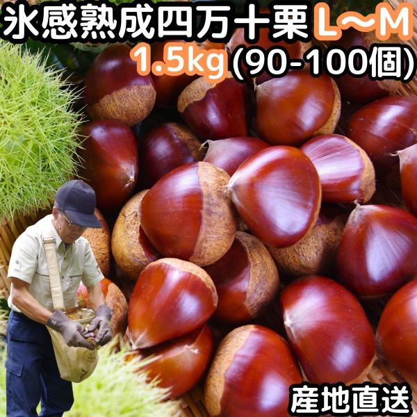 栗 生栗 氷感熟成で甘さがUP 高知 西土佐産 氷感熟成 四万十栗 約1.5kgL〜Mサイズ 約90...