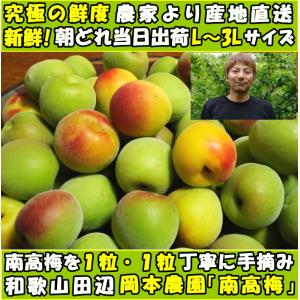 梅 南高梅 梅干し用 生梅 5kg L〜3L ...の詳細画像2