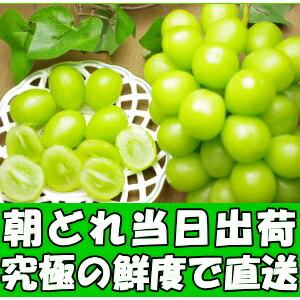 シャインマスカット ギフト 高級 ぶどう 山梨...の詳細画像1