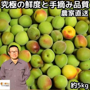 梅 梅干し用 5kg 谷沢梅 やさわうめ 小玉 ｍ〜Ｌ or  L〜2L サイズ うめ ウメ 5キロ 山形 熊坂農園 手摘 生梅