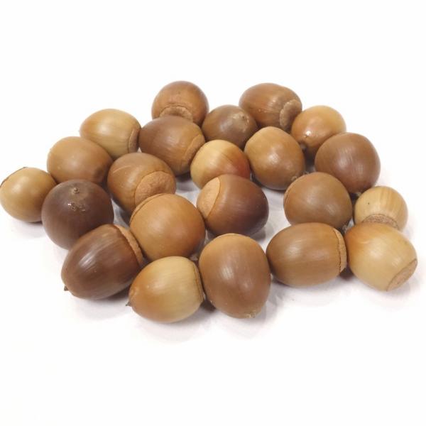 かわいいクヌギのどんぐり中小サイズ不揃い18個 クラフト パーツ ドライ リース メール便対応