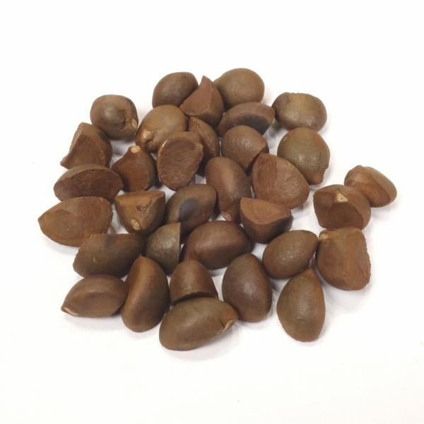 ツバキの種33個 〜ドライ クラフト、リースなどに メール便対応