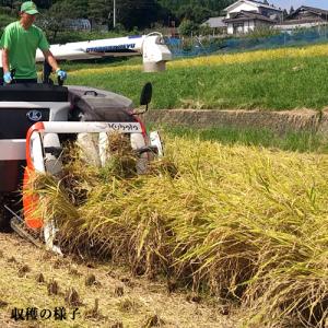 令和7年度産 中野のうるち米 にじのきらめき(...の詳細画像5