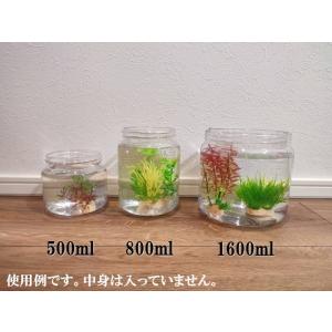 飼育容器ケース500ml 5個セット(昆虫、カ...の詳細画像2