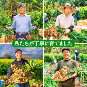 生ショウガ 国産生姜 1kg 産地直送 香り ...の詳細画像2
