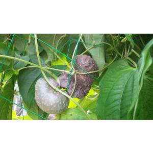 ムカゴ 野菜 種芋 宇宙いも エアーポテト  500g 送料無料