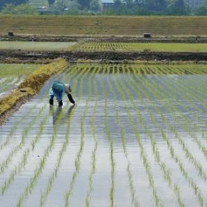 米 2kg こしひかり 令和7年産 特別栽培 ...の詳細画像5