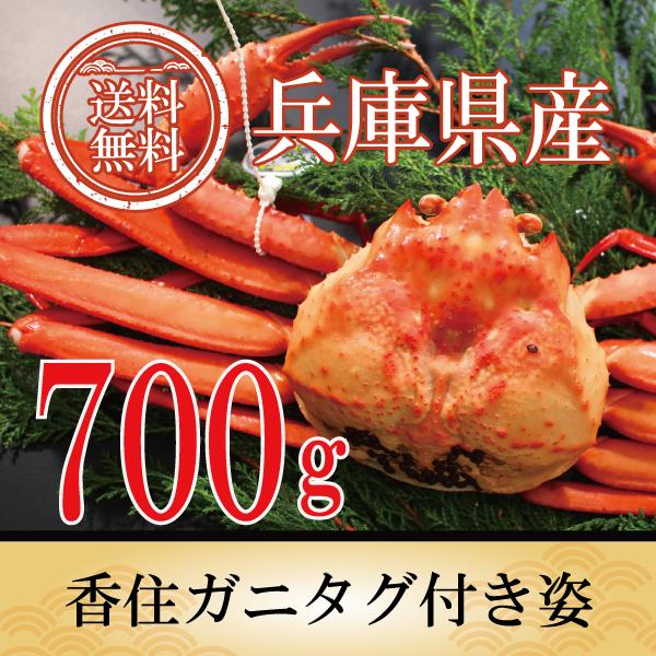 カニ かに 蟹 紅ズワイガニ 香住ガニ タグ付き約700ｇ1杯 紅ずわいがに ベニズワイガニ 送料無...