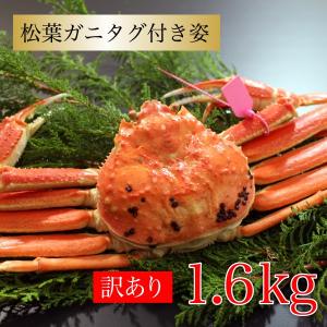 カニ かに 蟹 訳あり 松葉ガニ タグ付き 1.6kg 約800g 2杯 訳あり 本ズワイガニ ズワイガニ ボイル 海鮮グルメ 送料無料 国産 姿 贈答 お礼 お返し 冬ギフト
