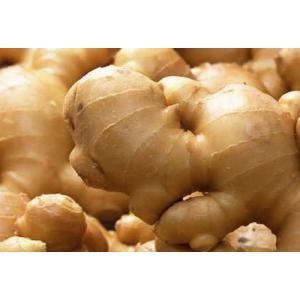 しょうがパウダー 80g 石川ファーム /無農薬の詳細画像2