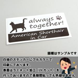 ノルウェージャンフォレストキャット イン ハウ...の詳細画像4
