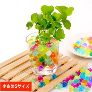 現品】ザミア・フロリダーナ 多頭株 10号 白鉢（1） : 花のアリマツ