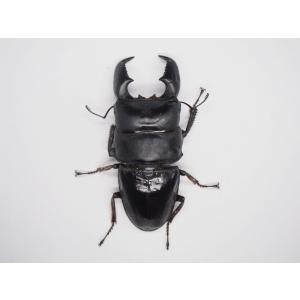 野外品 パハンホソアカクワガタ ♂36mm ♀21mm ペア