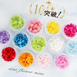 花材 小分け スターフラワー マルセラ レジン ドライフラワー 材料 素材 ハーバリウム 小さいお花 少量 アクセサリー レジン 封入 素材 パーツ ジェルネイル