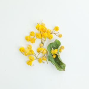 【ドライフラワー レジン封入】小分け ミモザ ...の詳細画像2