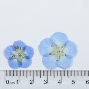 【花材】押し花 国産 ネモフィラ ドライフラワ...の詳細画像1