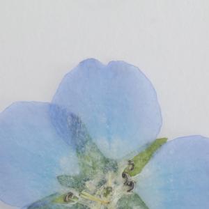 【花材】押し花 国産 ネモフィラ ドライフラワ...の詳細画像2