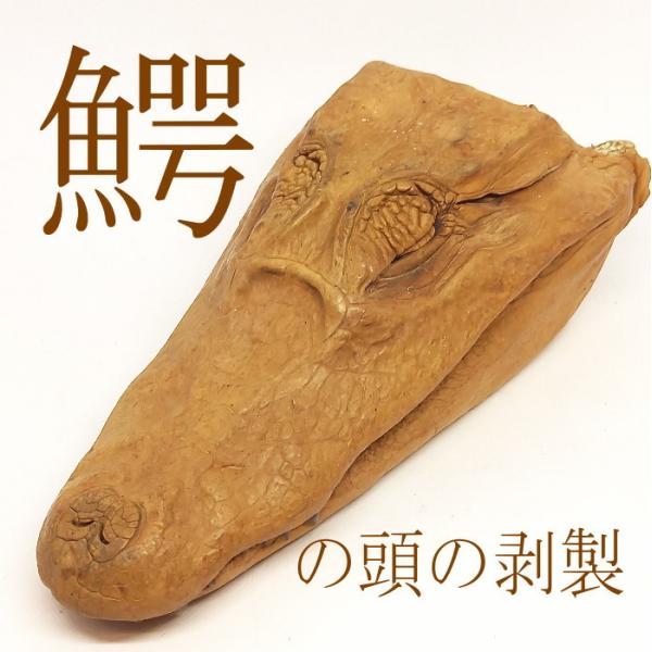 item-56 鰐の頭 剥製 骨 16ｃｍ ゲテモノ レザー 材料 コレクション 置物 何する？
