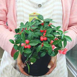赤い実のチェッカーベリー鉢植え 自宅用にの商品画像