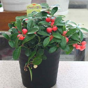 赤い実のチェッカーベリー鉢植え 自宅用にの詳細画像2