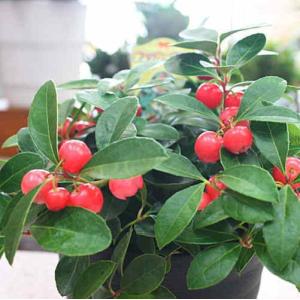 赤い実のチェッカーベリー鉢植え 自宅用にの詳細画像3