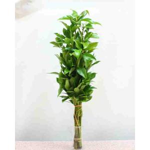 しきみ(シキミ) 1束 生花 販売の詳細画像1