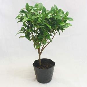 シキミ (しきみ 樒)ポット苗 樹高40cm前後 苗木 植木 苗 庭木 お供えする木