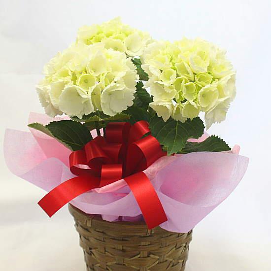 アジサイ（あじさい） 鉢植え 白色系 4号 かご付き 誕生日プレゼントや退職お祝いなど花ギフト
