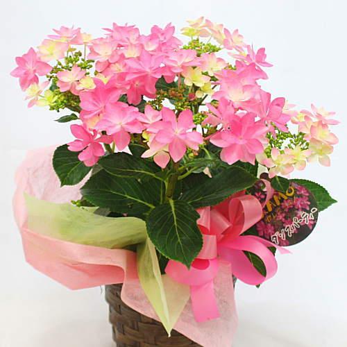 あじさい（紫陽花）鉢植え「ダンスパーティ」 ピンク色 籐かご付き 4号サイズ 花ギフト