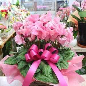 シクラメン ピンク ファルバラローズ 5号鉢植え かご付き 香りも楽しめる冬に贈る鉢花 お歳暮ギフトや誕生日プレゼント