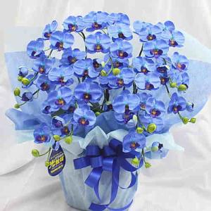 胡蝶蘭 ミディ系 ブルー（青）色 5本立て 光触媒加工（造花）Sサイズ