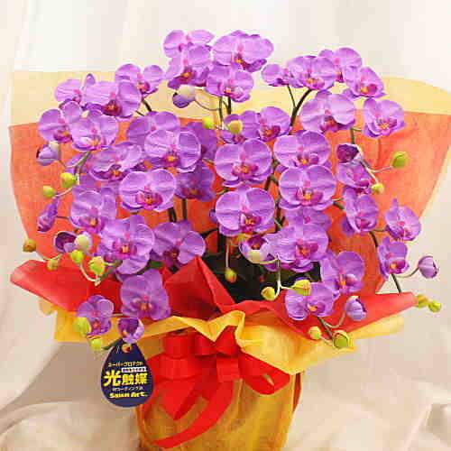 胡蝶蘭 ミディ系 紫色 5本立て 光触媒加工（造花）Sサイズ