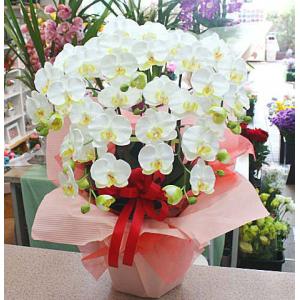 胡蝶蘭 ミディ系 緑色（グリーン）5本立て 光触媒加工（造花）Sサイズ