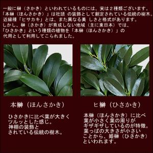国産 ヒサカキ(姫榊):シャシャキ:ビシャコ:...の詳細画像4