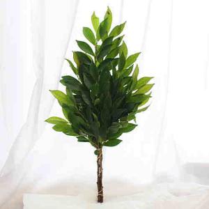 国産 ヒサカキ（姫榊）:シャシャキ：ビシャコ：Sサイズ 1対（2束