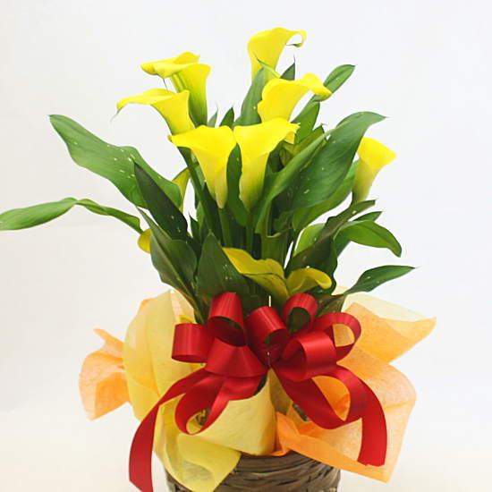 カラー 黄色 鉢植え（生花）籐かご付き　鉢花は誕生日プレゼントやお祝い花ギフト