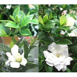 くちなし鉢植え（クチナシガーデニア）白い上品な花と香り 【※花