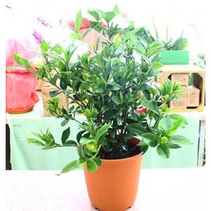 くちなし鉢植え(クチナシガーデニア)白い上品な...の詳細画像1