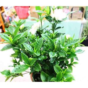くちなし鉢植え(クチナシガーデニア)白い上品な...の詳細画像2