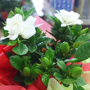 くちなし鉢植え(クチナシガーデニア)白い上品な...の詳細画像3