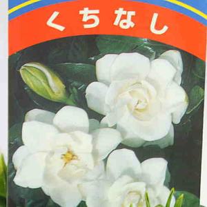 くちなし鉢植え(クチナシガーデニア)白い上品な...の詳細画像4