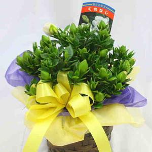 くちなし鉢植え(クチナシガーデニア)白い上品な...の詳細画像5