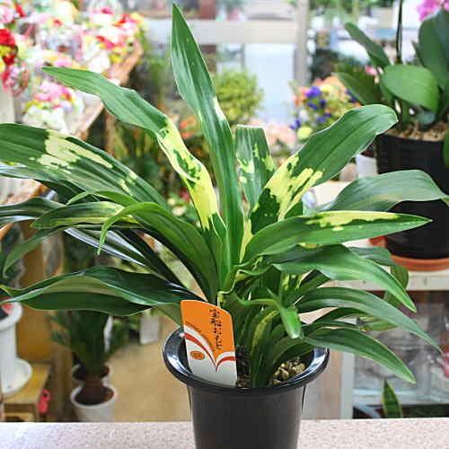 オモト／万年青 “宝船宗石” 　5.5号鉢植え　縁起の良い厄除けの植物