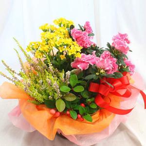 季節の鉢植え 花の寄せ鉢 ギフト プレゼント Lサイズ