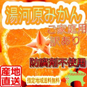 約5Kg 湯河原みかん ご家庭用訳ありみかん 指定地域送料無料 防腐剤不使用 温州 青島 大津 ミカン 蜜柑 不選別 湯河原柑橘 訳5