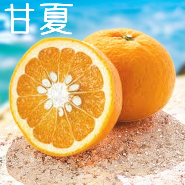 甘夏みかん 約3kg 神奈川湯河原産 ご家庭用訳あり不選別 農家直送 防腐剤不使用 指定地域送料無料...